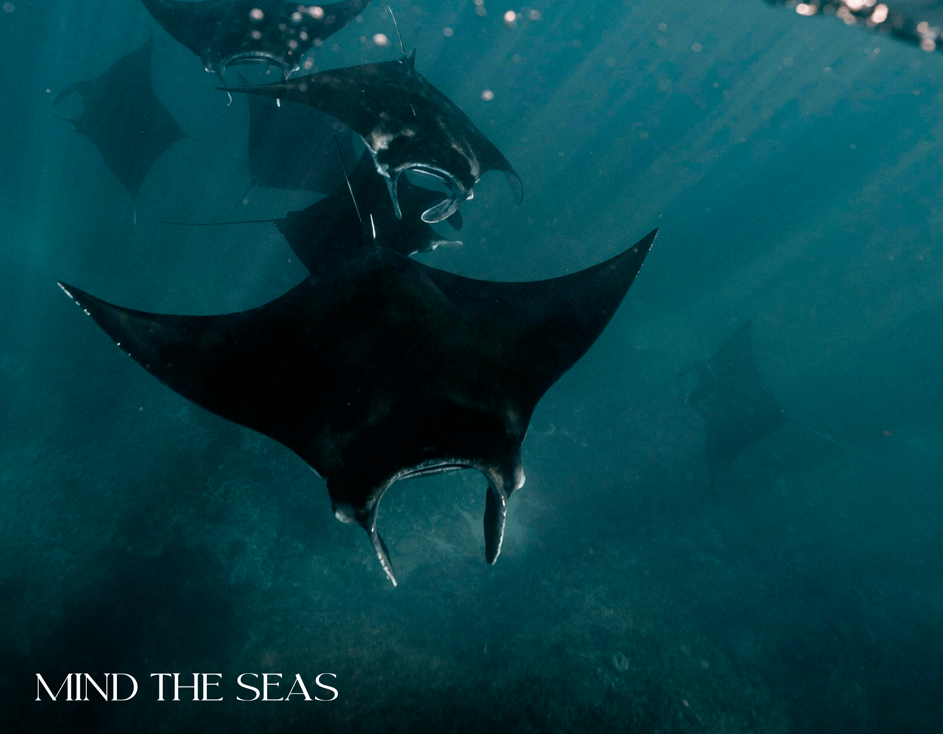 Mind the Seas